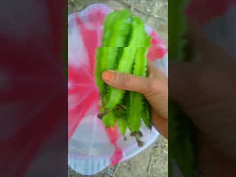 winged beans 🌿 || #garden #terrace #trending #shorts #fyp #plants #vegetables #yt