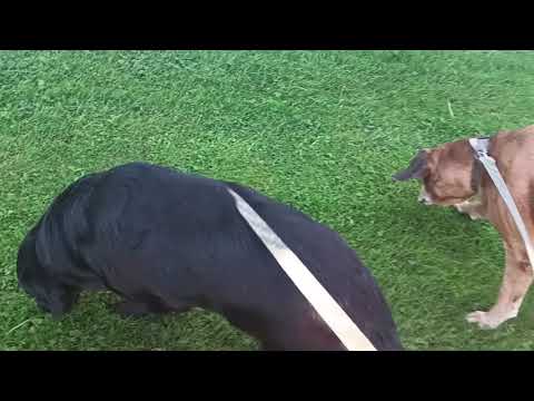 Walking the crazy dogs!!! 