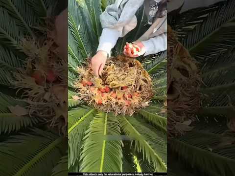 how to agriculture #farming #plants #automobile #food #fruit #fruitfarming #fruitcutting