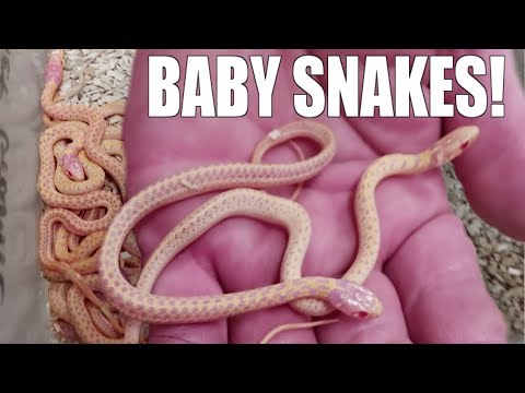 New Baby Snakes Born!!! Noah Missed His Flight! Oh No!!