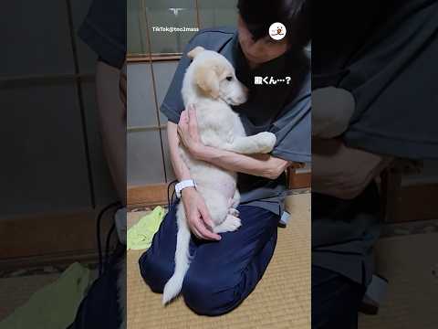 緊張しているワンコ｜PECO