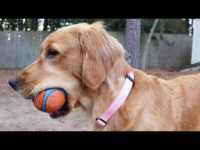 What Size Collar Does a Golden Retriever Puppy Need?