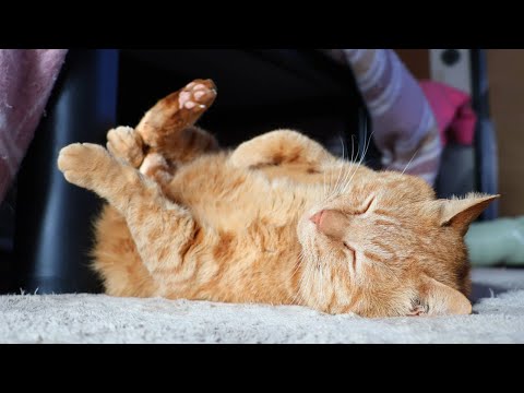 猫の動画サムネイル - 麦茶ヘソ天　250614
