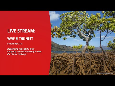 WWF @ The Nest Livestream Day 2 | Climate Week 2023