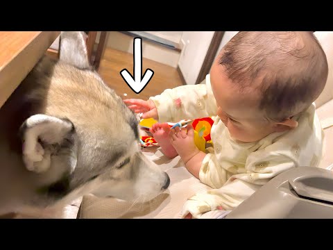 初めて赤ちゃんが大型犬に触れたら事故が起きました。