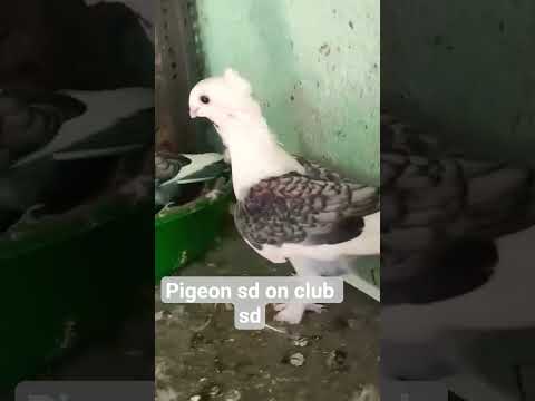 #@parrot nasal k kabutar#@chhoti choch#bird video nice#