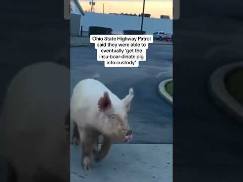 Escaped pig caught near McDonald's