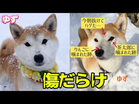 美犬なのにヤンキー気質で顔は勲章だらけ！本能のまま生きた結果がおもしろい...(笑) #柴犬 #柴犬ゆず