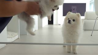 動画サムネイル