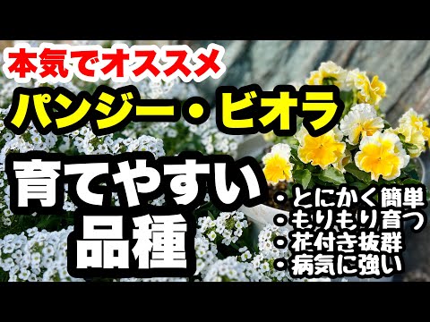 ◆【育て易さNo.1決定戦】とんでもない品種を続々紹介！