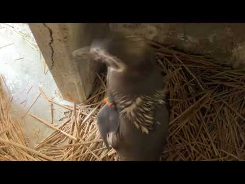 【定点動画】フンボルトペンギン　巣材を集める様子