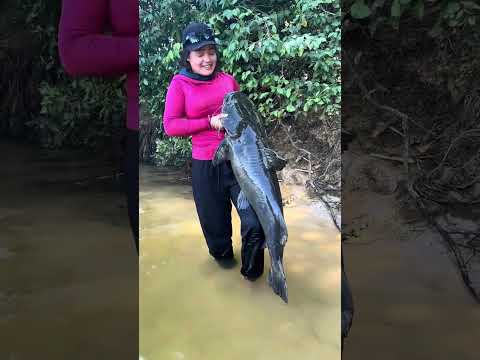 Pescadora fisga impressionante jaú no Rio Teles Pires, em Sinop, e registro chama atenção nas redes
