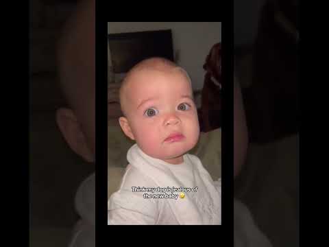 funnydogs#cute#doglover#doglife#cure#dogshorts#pet#doglife#dogshorts