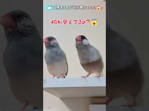 【文鳥あるある】突然！何かが見えてしまうペットたち #文鳥 #birds #おもしろい #shorts