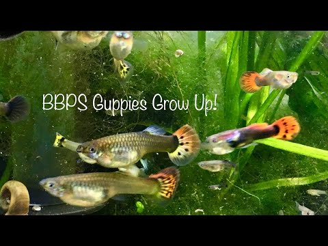 Big Box Pet Store Guppies Grow Up The BBPS guppies are all grown up! About 3 months old and are of breeding age now. Thanks for watchi