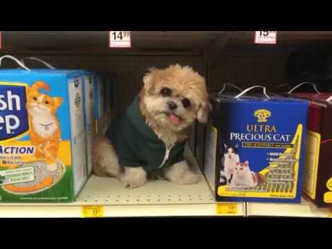 Marnie the Dog goes shopping for cat supplies
