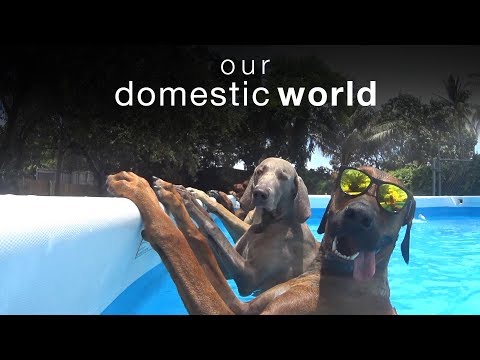 Our Domestic World: Animal Challenges & The Pool | The Pet Collective - UCPIvT-zcQl2H0vabdXJGcpg