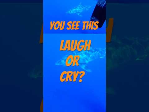 Laugh or Cry? Great White Visit – Splitfin History