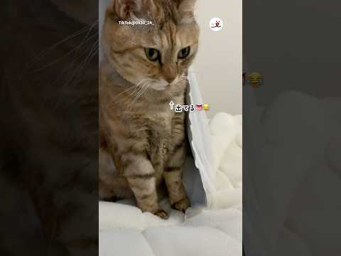 帰宅時に猫がお迎えしてくれた癒しの瞬間をご紹介 サムネイル
