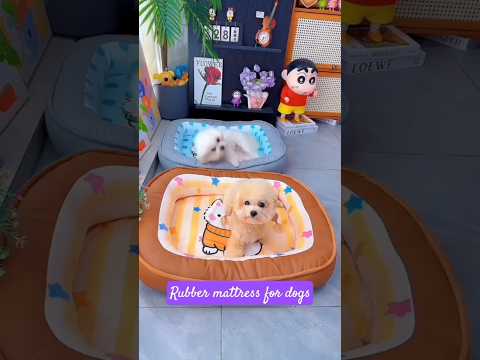 Rubber mattress for dogs. #shortsshorts #viralshort #viralvideo #funydog1010 #usadogs  #poodle #dog