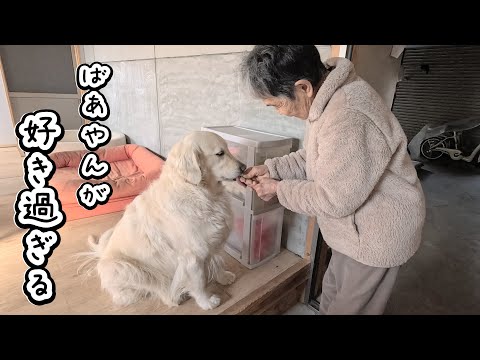 【4歳大型犬】一日中ばあやんに付きっ切りです・・・。　#メイちゃんねる