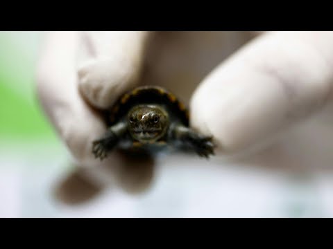 Endangered Vallarta mud turtle born in Mexican zoo | AFP
