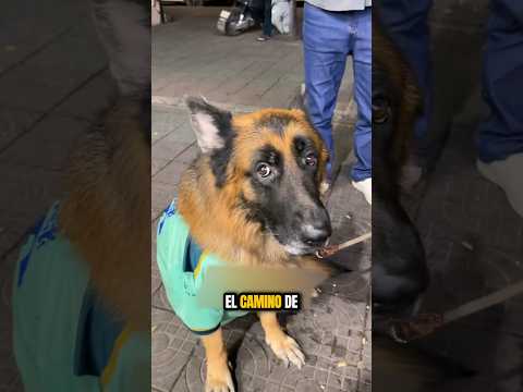 ¡El perro que dejó a todos asombrados! ??