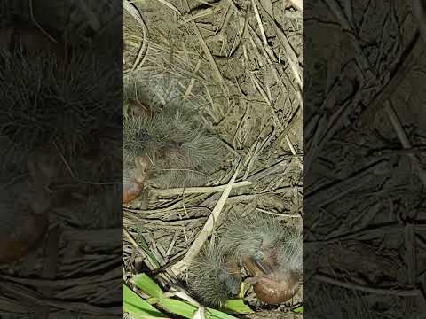 Pipit bird cute babies #shorts