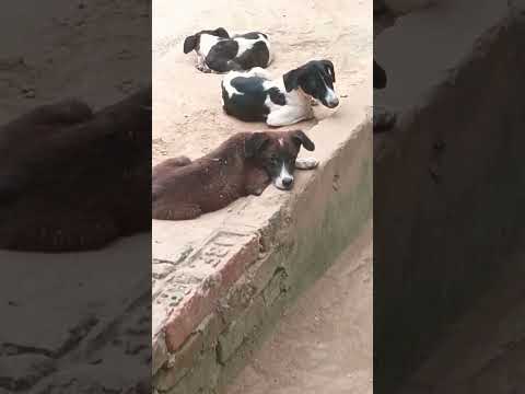 jitna Khush rahoge na Bhagwan tumhen Khush rakhega 😍