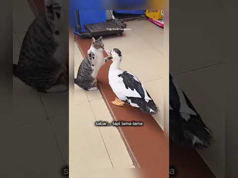 bebek ini ganggu kucing #shorts #short