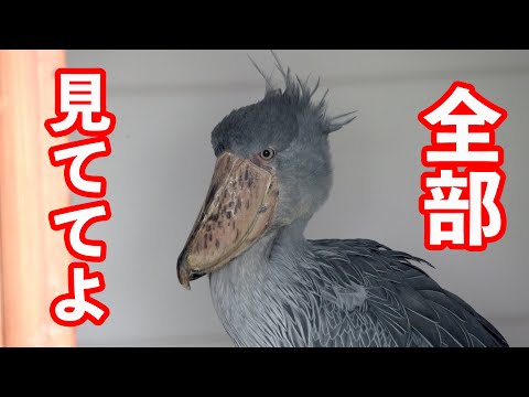 【これがリアル】見逃せないノーカット10分だよ by ハシビロコウふたば【春のふたば2025-9】Futaba, Shoebill   spring  2025-9