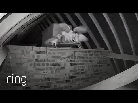 Using a Ring Camera to Watch an Owl Box | RingTV