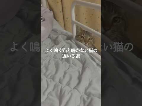 猫の動画サムネイル - よく鳴く猫と鳴かない猫の違い3選 #猫 #ねこ #猫のいる暮らし #猫のいる生活 #猫との暮らし #保護猫 #猫好きさんと繋がりたい #猫動画 #猫のいる生活 #猫好き VOICEVOX:ずんだもん