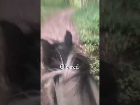 Hacks alone are great #horse #equestrianjourney #horseenthusiast #equestrian #horsefan