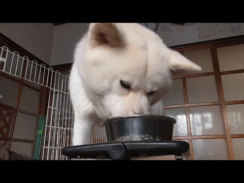 【秋田犬ゆうき】当たり前のように毎日フードを完食してくれるのは飼い主にとっては一番嬉しい【akita dog】