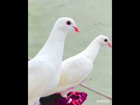 Kabootri ❤️❤️❤️❤️ #haryanvisong #haryanvi #dance #viral #pigeon #kabootarba #kabutar #birds