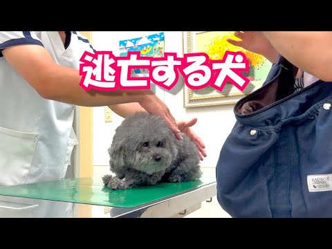 注射がイヤで逃亡する犬…ｗ