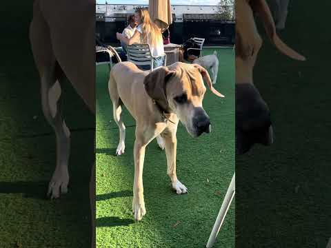 Sir Winston & Melman 🐾🐾 #frenchbulldog #greatdane #playtime #cutedog