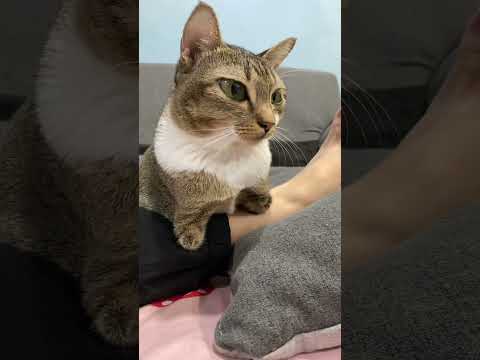 猫の動画サムネイル - aloweidao 🐱🦖#dinocattutu #猫#catvideo