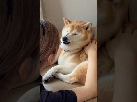 犬の動画サムネイル - 柴犬福 姉に絡まれてる時の柴犬の顔🤣Sister and Shiba🤣#姉と柴 #shorts #funny #funnydog #dogshorts #柴犬 #shibainu #시바견