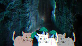 ねこ活動 #316