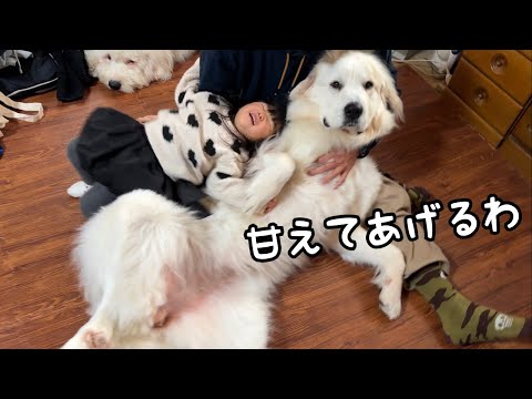 【可愛すぎる】40kgの超大型犬と２歳児が一緒になって全身でパパに甘え始めました｜グレートピレニーズ&オールドイングリッシュシープドッグ&トイプードル