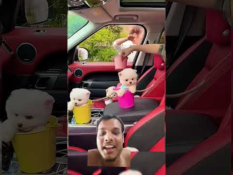 #All My Pets, One Big Hug#Caught with a Handful of Happiness#Fluffy Squad Goals #dhanteras