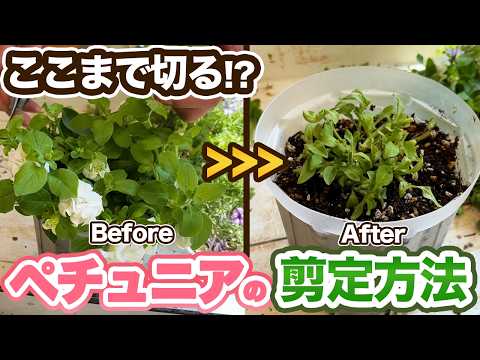 【失敗しない】ペチュニアの切り戻し・剪定方法をご紹介します！【夏越し】【カビ対策】【ラベンダー】