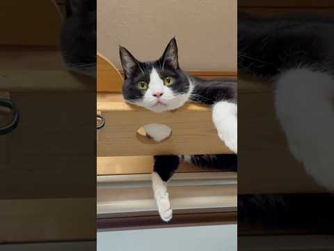 すぐにできる！かわいい表情を作る魔法の言葉と猫好き向け動画 サムネイル