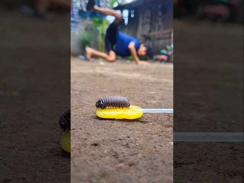 Angry shouts! No matter what happens, the pill millipede must climb this candy #pillmillipede