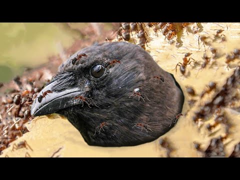 Zeka Seviyeleriyle İnsanları Bile Şaşırtan Hayvanlar - İQ 165