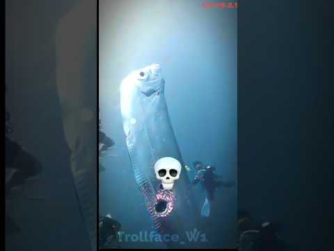 you are not afraid of animals #shorts #ytshorts #animals #animalshorts #shark #explore