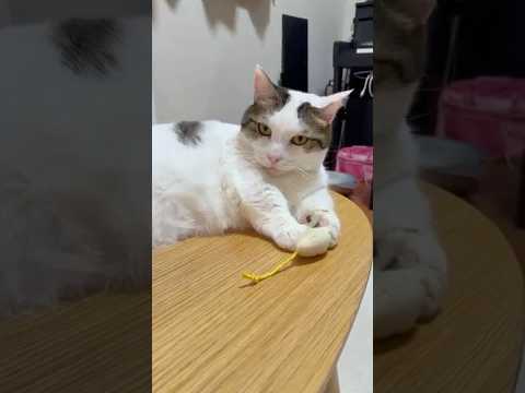 ひのき猫と豆大福の日常を短い動画で紹介 サムネイル