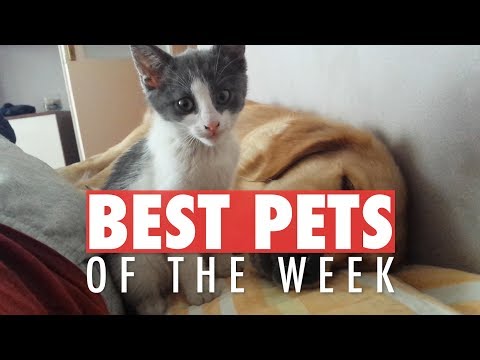 Best Pets of the Week Video Compilation| April 2018 Week 2 - UCPIvT-zcQl2H0vabdXJGcpg